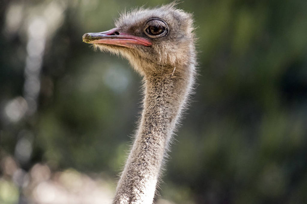 ostrich  close up - Fotoğraf, Görsel