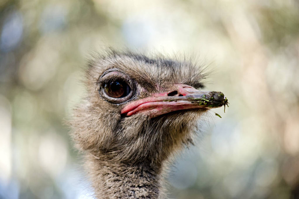 ostrich  close up - Foto, imagen