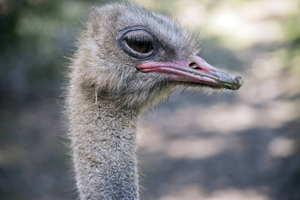 ostrich  close up - Valokuva, kuva
