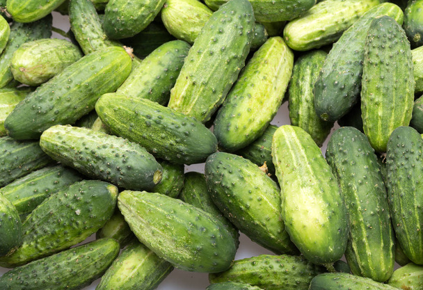 a lot of young cucumbers as background. - Photo, Image
