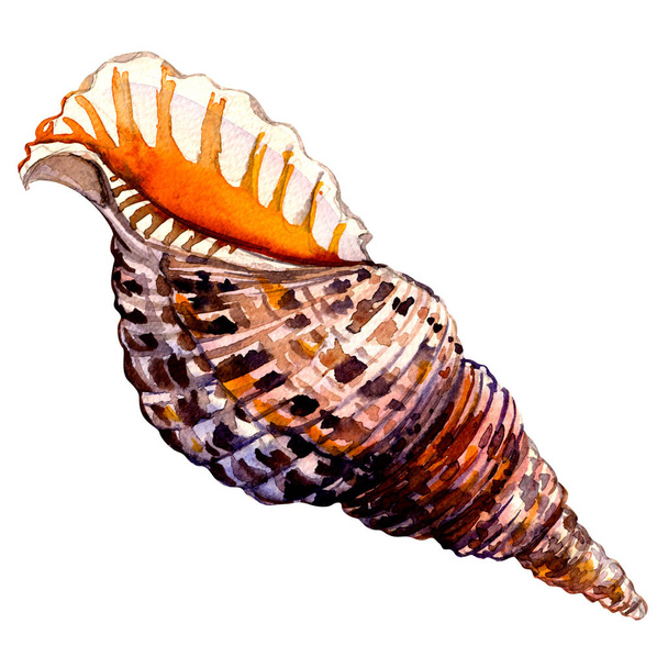 Ocean seashell in close-up isolated on white - Foto, Imagem