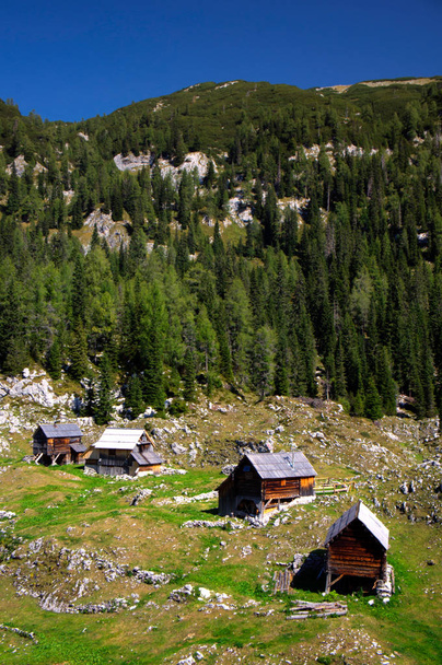 Planina Dedno Polje Pastos de montaña
 - Foto, Imagen