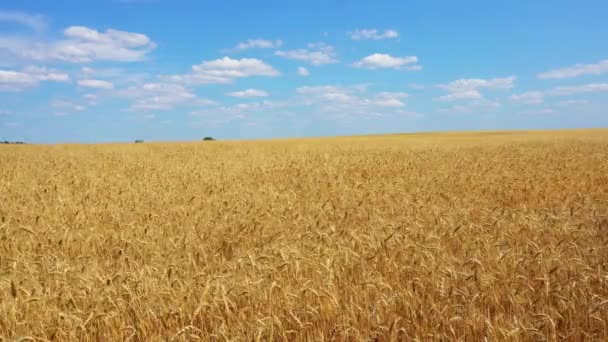 voando sobre o campo de trigo dourado vídeo
 - Filmagem, Vídeo