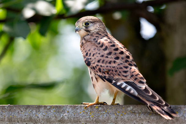 Little falcon bird - Photo, Image