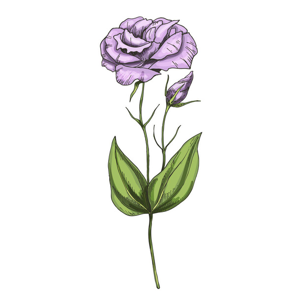 Hand drawn Eustoma garden flower isolated on white background. Botanical vector illustration. - Vektor, obrázek