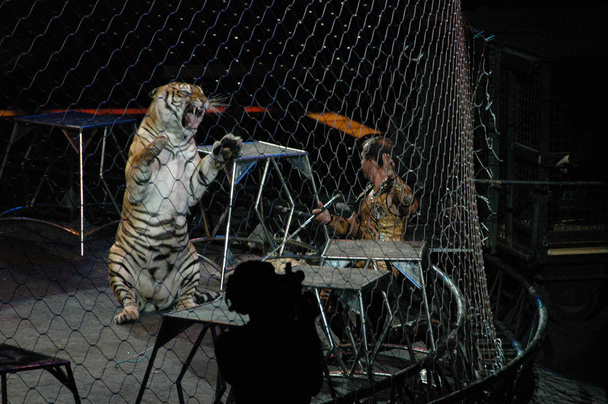 Edy Williams at the Ringling Bros. Circus - Foto, afbeelding