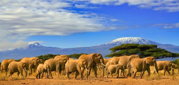 Kilimanjaro Tanzania African Elephants Safari Kenya - Fotoğraf, Görsel