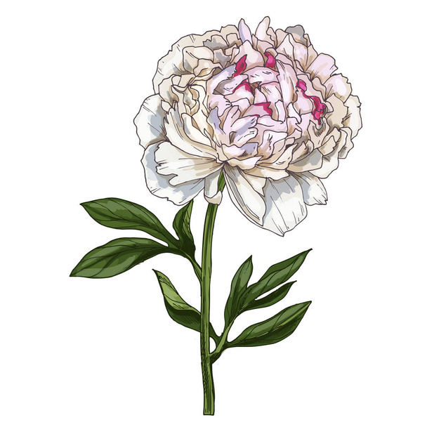 Hand drawn gently pink peony flower isolated on white background. Botanical vector - Vector, afbeelding