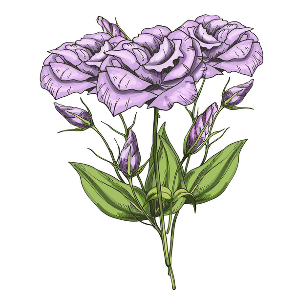 Hand drawn bouquet of eustoma flowers isolated on white background. Botanical vector illustration. - Vecteur, image