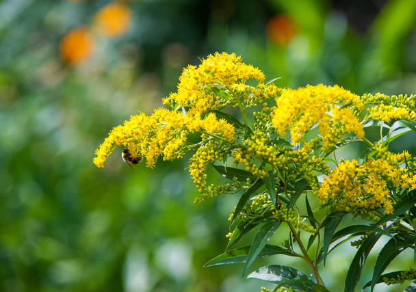  Kultapiiska häämöttää. Solidago, tai kultatangot, on suvun kukkivat kasvit aster perhe, Asteraceae
  - Valokuva, kuva