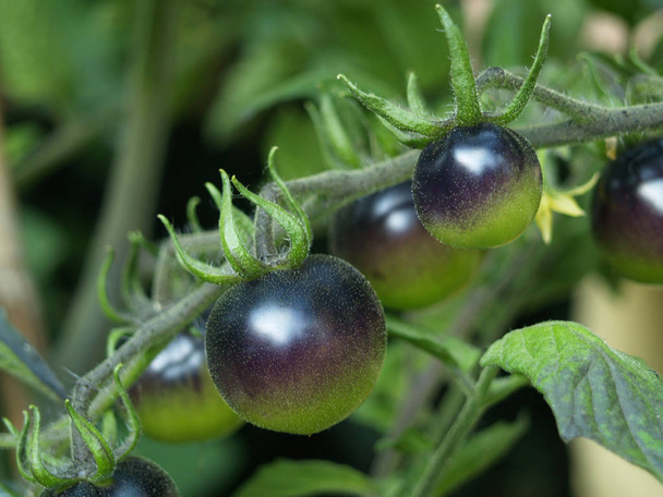 Pomodori neri su Maturo
 - Foto, immagini