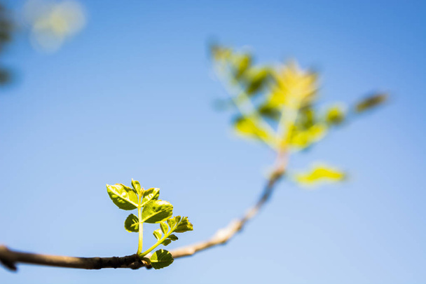 Zweig eines Baumes mit den ersten blühenden Blättern - Foto, Bild