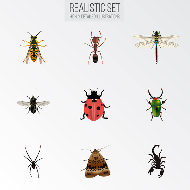 Emmet realista, Midge, Spinner e outros elementos vetoriais. Conjunto de símbolos realistas de bugs também inclui formiga, sabedoria, objetos Gnat
. - Vetor, Imagem