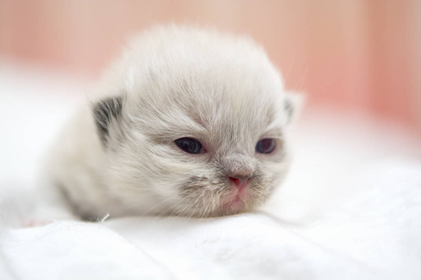 Chaton chat persan mignon sur le lit
 - Photo, image