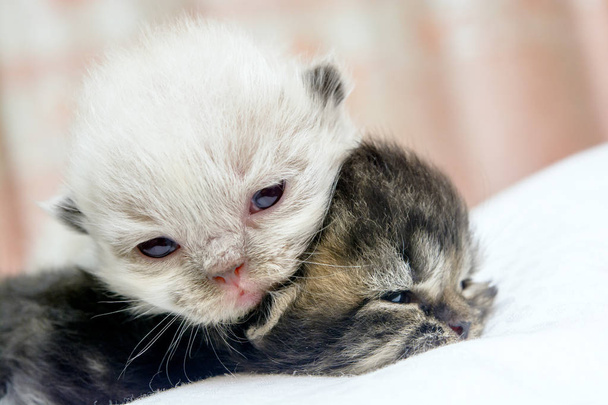 Kitten Słodkie Kot perski na łóżku - Zdjęcie, obraz