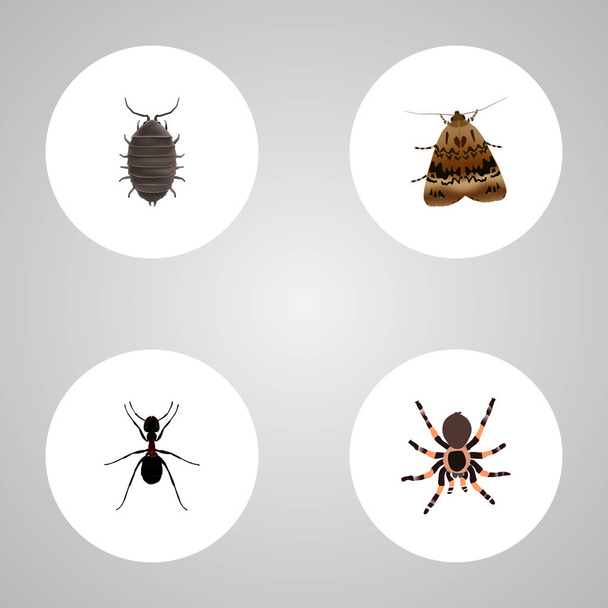 Dor realista, tarántula, mariposa y otros elementos vectoriales. Conjunto de símbolos realistas de insectos también incluye objetos Dor, Ant, Pismire
. - Vector, Imagen