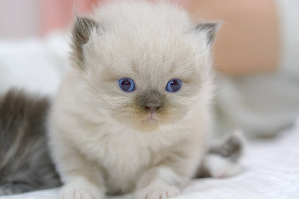 Cute Persian cat kitten on the bed - Photo, Image