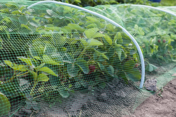 Cama de morangos coberta com malha protetora de aves
 - Foto, Imagem