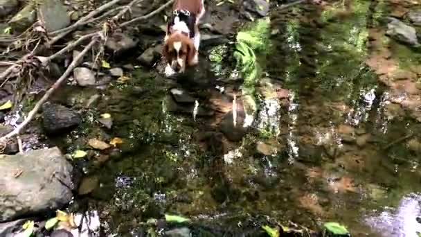 Cãozinho Springer Spaniel galês brincando no riacho
 - Filmagem, Vídeo