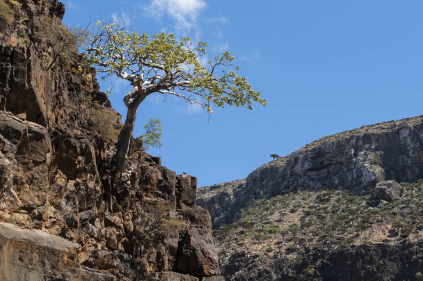 Σοκότρα της Υεμένης, Μέση Ανατολή: ένα δέντρο σε ένα βράχο στην καρδιά του δάσους δέντρα αίμα δράκου στην προστατευόμενη περιοχή του οροπεδίου Dixam  - Φωτογραφία, εικόνα