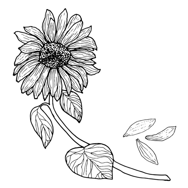 Black white Sunflower on a branch with leaves - Vector, afbeelding