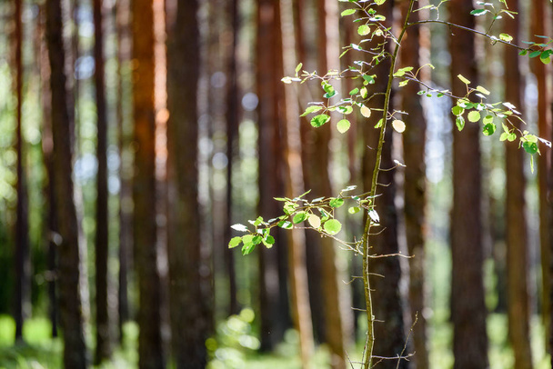 summer forest trees. nature green wood sunlight backgrounds - Foto, Imagem