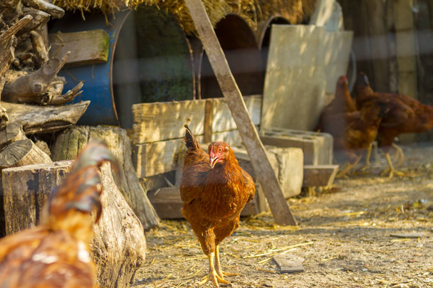 Καφέ κοτόπουλο στέκεται κοντά σε κοτέτσι - Φωτογραφία, εικόνα