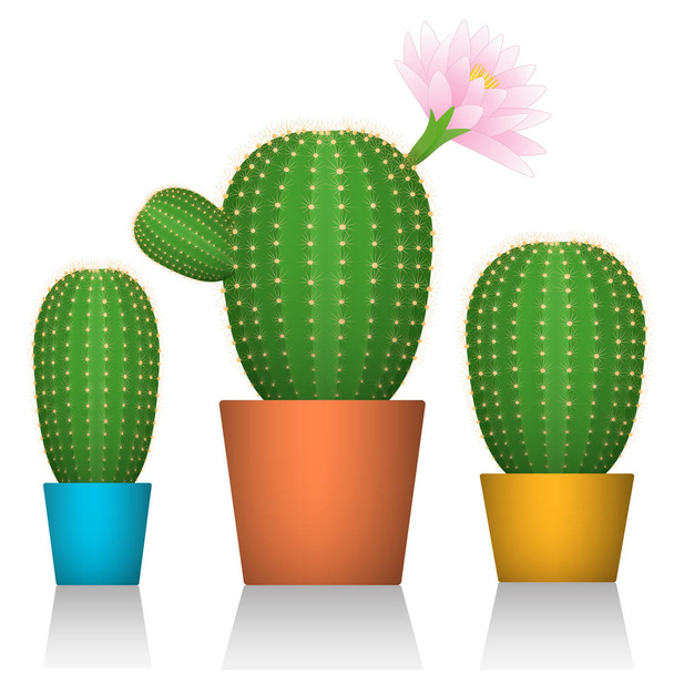 Cactus en macetas. Tres plantas en envases coloridos. Fondo blanco. ilustraciones vectoriales
 - Vector, imagen