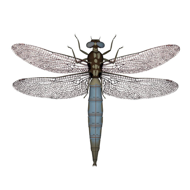 Dragonfly - 3d vykreslení - Fotografie, Obrázek
