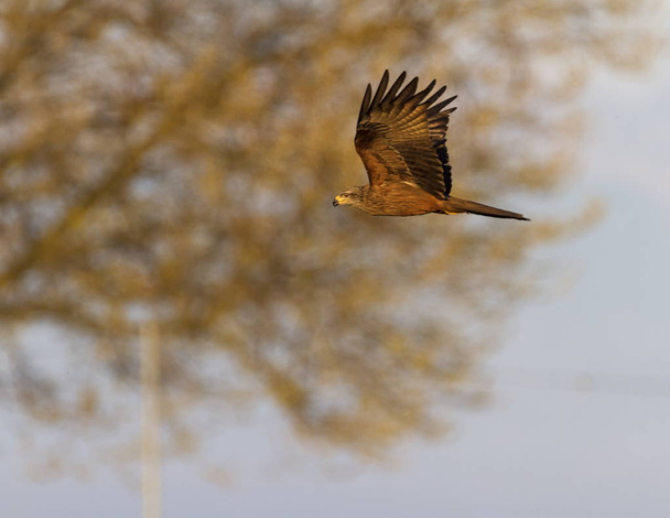 Gemeenschappelijke vrouwelijke Torenvalk falcon, falco tinnunculus, vliegen - Foto, afbeelding