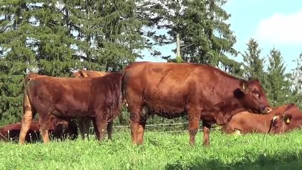 Cows and baby calf on meadow grazing and run free - Footage, Video