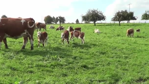 Корови і телята на лузі пасуться і бігають безкоштовно
 - Кадри, відео