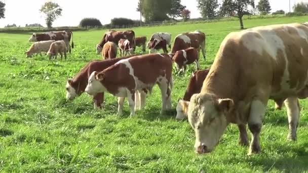 cows outside in meadow film - Footage, Video
