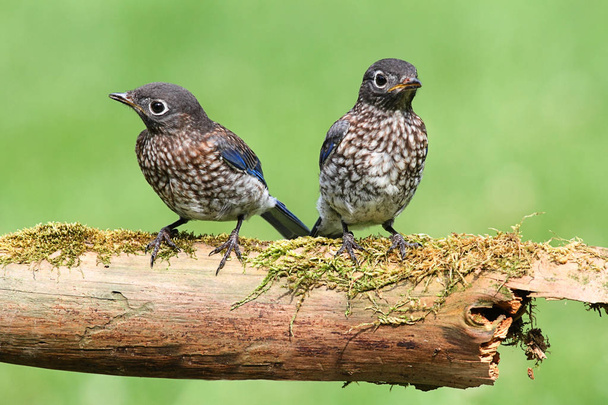 Uccelli azzurri orientali
 - Foto, immagini