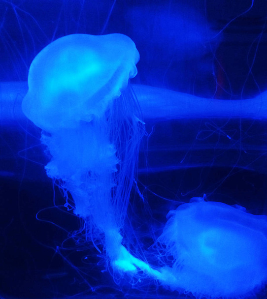 Detalle de medusas iluminadas
 - Foto, Imagen