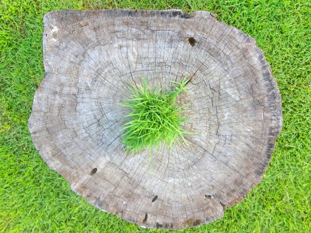 erba verde sul ceppo albero superiore
 - Foto, immagini