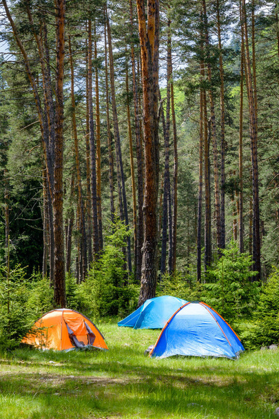 Tents in a pine forest - Photo, Image