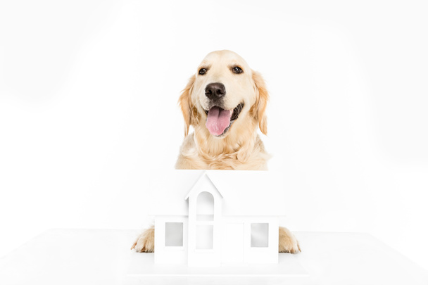 dog with house model - Photo, Image