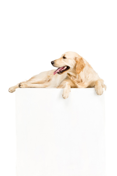 dog with empty blank - Valokuva, kuva