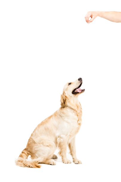 Gouden retriever hond - Foto, afbeelding