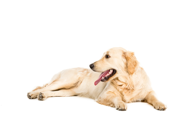 golden retriever dog  - Photo, Image