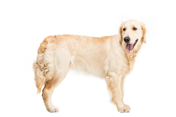 golden retriever dog   - Foto, imagen