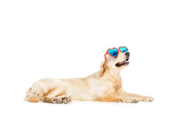 pes v sluneční brýle ve tvaru srdce - Fotografie, Obrázek