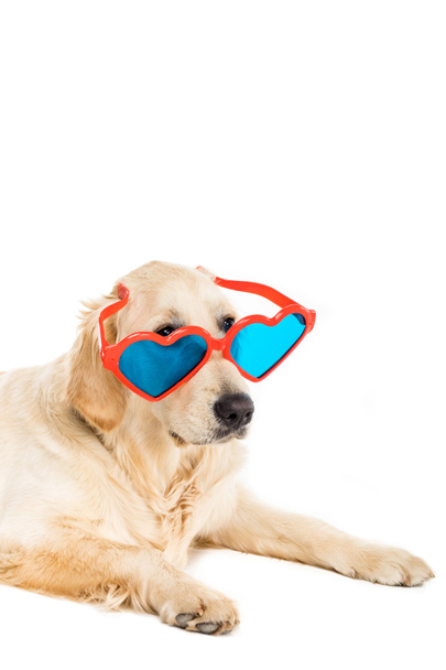 dog in heart shaped sunglasses - Foto, Bild