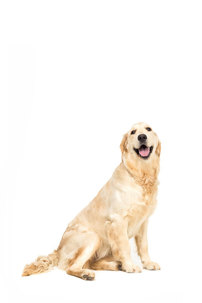golden retriever dog   - Photo, Image