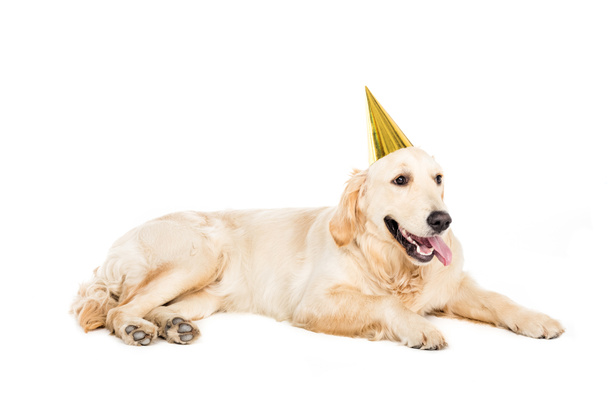 perro en sombrero de fiesta
   - Foto, Imagen