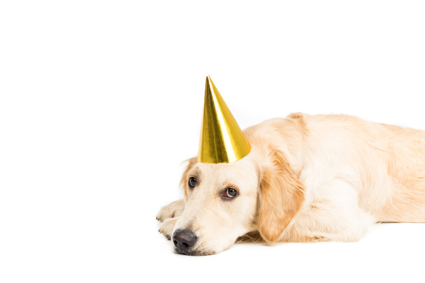 cane triste in cappello partito
   - Foto, immagini