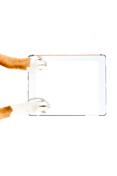 perro usando tableta digital
 - Foto, Imagen