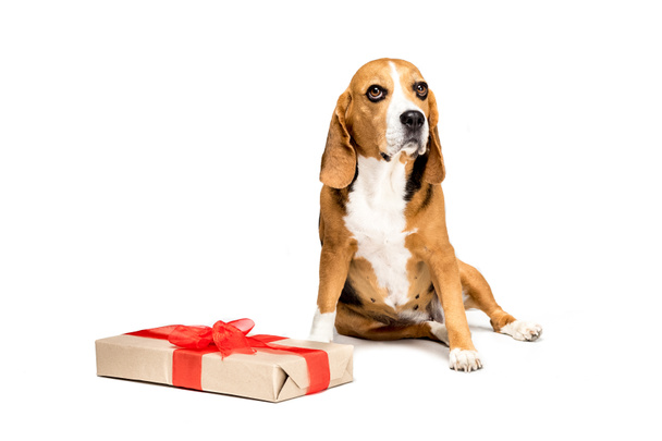 Hund mit Geschenkbox - Foto, Bild
