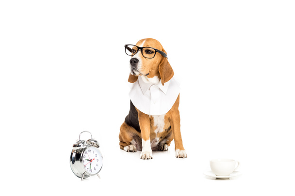 cão em óculos com relógio e xícara
 - Foto, Imagem